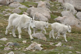 Goat, Mountain, 3-081710-Mt Evans, CO-#0576.jpg