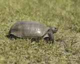 Tortoise, Gopher-101910-Canaveral Natl Seashore, Merritt Island, NWR-#0213.jpg