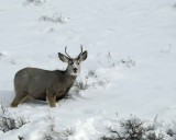 Deer, Mule, Buck-010111-Spring Gulch Road, Jackson, WY-#0315.jpg