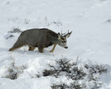 Deer, Mule, Buck-010111-Spring Gulch Road, Jackson, WY-#0490.jpg