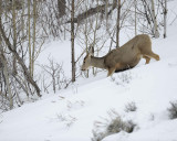Deer, Mule, Doe, eating-122810-Spring Gulch Road, Jackson, WY-#1267.jpg