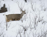 Deer, Mule, Doe, eating-122810-Spring Gulch Road, Jackson, WY-#1696.jpg