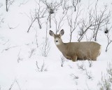 Deer, Mule, Doe-122810-Spring Gulch Road, Jackson, WY-#1236.jpg
