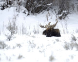 Moose, Bull, snowing-122710-Highway 89, Gros Ventre Junction, Grand Teton NP, WY-#0051.jpg
