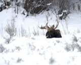 Moose, Bull, snowing-122710-Highway 89, Gros Ventre Junction, Grand Teton NP, WY-#0072.jpg