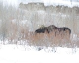 Moose, Bull, snowing-122810-Gros Ventre River, Grand Teton NP, WY-#0912.jpg
