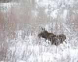 Moose, Calf, snowing-122910-Gros Ventre River, Grand Teton NP, WY-#0121.jpg