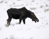 Moose, Cow-122810-Gros Ventre Junction, Grand Teton, NP, WY-#1458.jpg