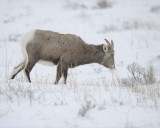 Sheep, Rocky Mountain, Ewe-122810-Elk Refuge Rd, Grand Teton NP, WY-#0711.jpg