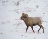 Sheep, Rocky Mountain, Ram-122810-Elk Refuge Rd, Grand Teton NP, WY-#0598.jpg