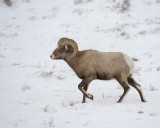 Sheep, Rocky Mountain, Ram-122810-Elk Refuge Rd, Grand Teton NP, WY-#0600.jpg