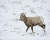 Sheep, Rocky Mountain, Ram-122810-Elk Refuge Rd, Grand Teton NP, WY-#0742.jpg