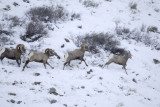 Sheep, Rocky Mountain, Rams chasing Ewe-122810-Elk Refuge Rd, Grand Teton NP, WY-#0494.jpg