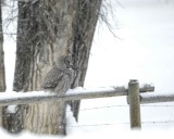 Owl, Great Gray-010111-Spring Gulch Road, Jackson, WY-#0086.jpg