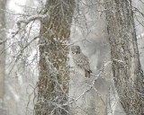 Owl, Great Gray-010111-Spring Gulch Road, Jackson, WY-#0118.jpg