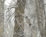 Owl, Great Gray-010111-Spring Gulch Road, Jackson, WY-#0121.jpg