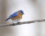 Bluebird, Eastern, Male-013011-Oakton, VA-#0045.jpg