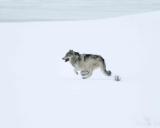 Gray Wolf Interloper running from Specimen Ridge Pack-021905-YNP-Lamar Valley-0328.jpg