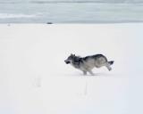 Gray Wolf Interloper running from Specimen Ridge Pack-021905-YNP-Lamar Valley-0329.jpg
