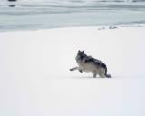 Gray Wolf Interloper running from Specimen Ridge Pack-021905-YNP-Lamar Valley-0330.jpg