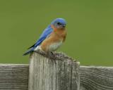 Bluebird, Eastern, Male-042504-Sky Meadows, Delaplane, VA-0072.jpg