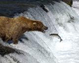 Bear, Brown Boar, open mouth to Salmon-071405-Brooks Falls, Katmai NP-0375.jpg