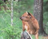 Elk, Calf-070601-Maligne Lake Road, Jasper National Park, Canada-R14-17.jpg