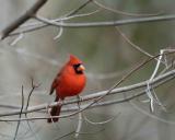 Cardinal, Northern, Male-120404-Oakton, VA-0018.jpg