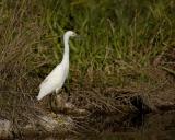 Egret, Snowy-031305-Everglades Natl Park, Anhinga Trail-0141.jpg