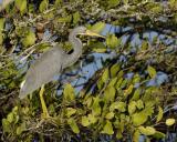 Heron, Tricolored-113005-Black Point Wildlife Drive, Merritt Island NWR-0187.jpg