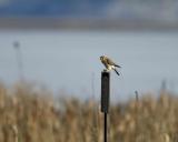 Kestrel, eating mouse-011605-Klamath Basin NWR, Lower Klamath Refuge-0151.jpg