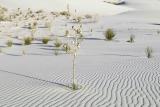 Dunes-111205-White Sands Natl Monument, NM-0024.jpg