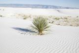 Dunes plants-111205-White Sands Natl Monument, NM-0020.jpg