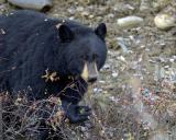 Bear, Black eating Rosehip-101605-Tower Junction, YNP-0045.jpg