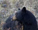Bear, Black eating Rosehip-101605-Tower Junction, YNP-0158.jpg