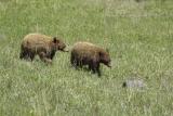 Bear, Black, 2 Cinnamon Colored Cubs-052205-Elk Creek, YNP-0185.jpg
