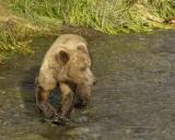 Bear, Brown-071305-Brooks River, Katmai NP-0487.jpg