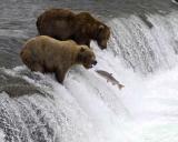 Bear, Brown, 2, 1 with mouth open for Salmon-071305-Brooks Falls, Katmai NP-0117.jpg