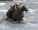 Bear, Brown, 3 cubs-071305-Brooks River, Katmai NP-0327.jpg