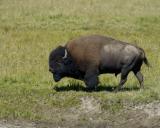 Bison Bull-080904-Hayden Valley, Yellowstone Natl Park-0126.jpg