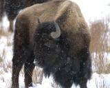 Bison, during snow shower-021905-YNP, Lamar Valley-0240.jpg