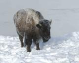 Bison, Snow Covered-011204-Madison River, Yellowstone National Park-0004.jpg