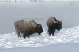 Bison, Snow Covered-011204-Madison River, Yellowstone National Park-0056.jpg