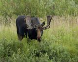 Moose, Bull-080304-Oxbow Bend, Snake River, Grand Teton Natl Park-0186.jpg