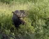 Moose, Bull-080304-Oxbow Bend, Snake River, Grand Teton Natl Park-0209.jpg