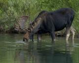 Moose, Bull-080304-Oxbow Bend, Snake River, Grand Teton Natl Park-0242.jpg