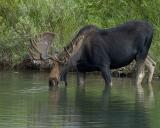 Moose, Bull-080304-Oxbow Bend, Snake River, Grand Teton Natl Park-0248.jpg
