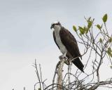 Osprey-031405-Everglades Natl Park, Anhinga Trail-0184.jpg