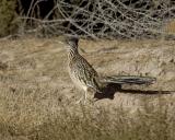 Roadrunner, Greater-111405-Bosque Del Apache NWR, NM-0125.jpg
