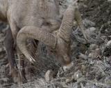 Sheep, Rocky Mtn, Ram-022005-YNP, Lamar Valley-0130.jpg